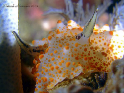 Nudi portrait taken at Similan Islands with a E900+ cu le... by Patrick Neumann 